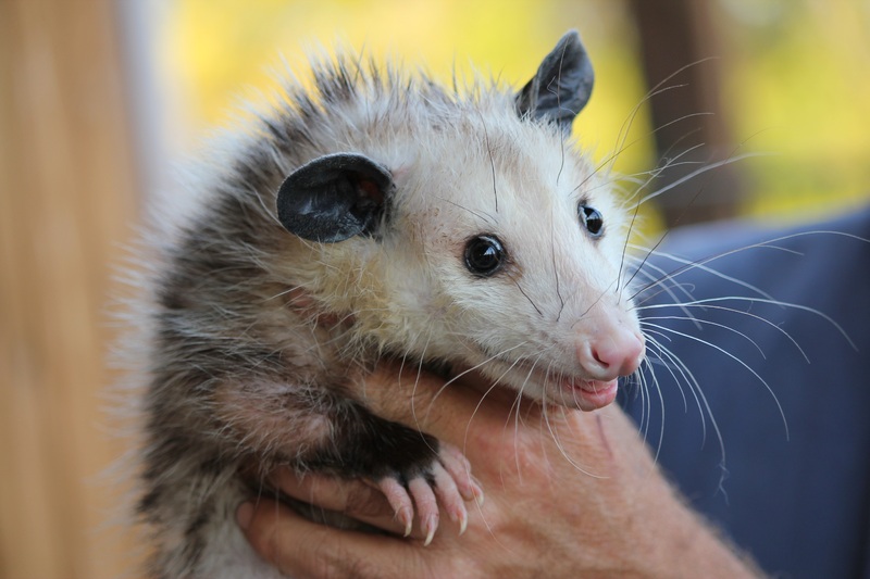 a man holding an possun